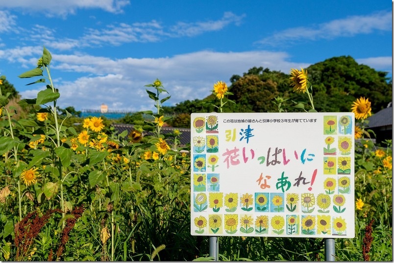 糸島 引津校区の「ひまわり畑」　2025年開花状況