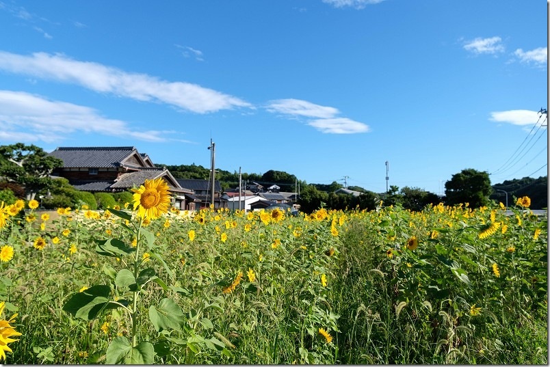 糸島 引津校区の「ひまわり畑」　2025年開花状況