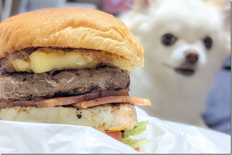 いきまつバーガー 全部乗せハンバーガー 「がっつりチーズ」は、めちゃ分厚い