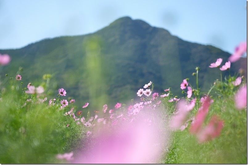 やよいの風公園のコスモス畑 開花状況 2025/10/24時点 6部咲きくらい