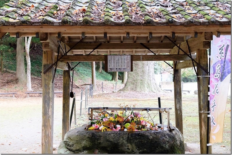 糸島 雷神社の花手水【糸島市雷山】 2025/11