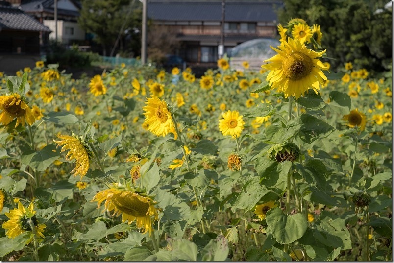糸島 引津校区の「ひまわり畑」　2025年開花状況 11月