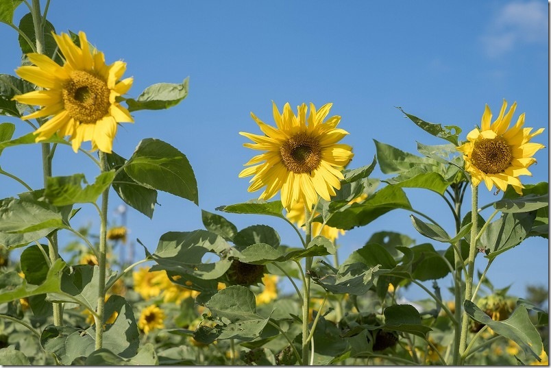 糸島 引津校区の「ひまわり畑」　2025年開花状況 11月