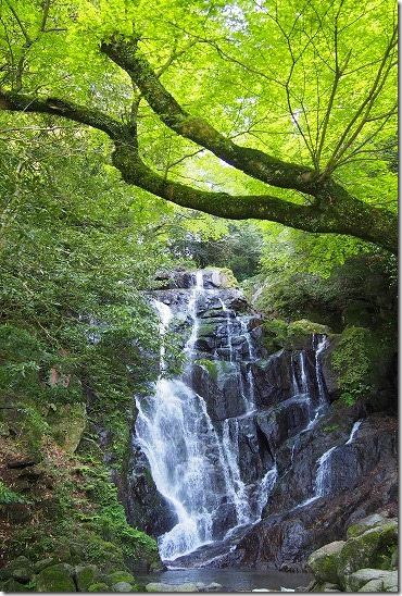 白糸の滝の新緑