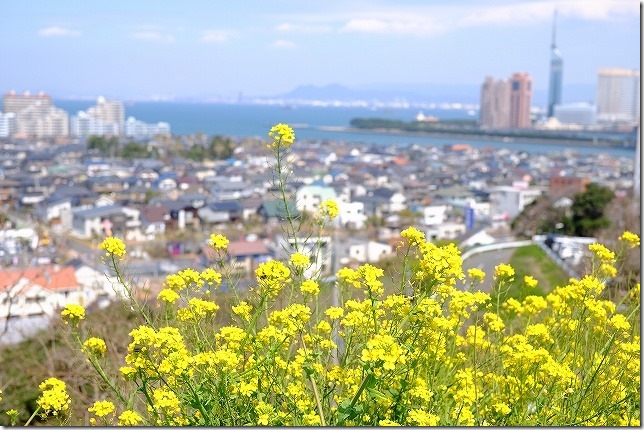 愛宕神社　菜の花越しに福岡タワーや町並みを