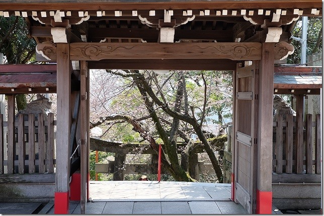 愛宕神社の桜