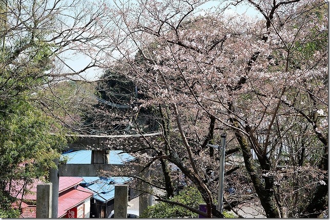 愛宕神社　境内の桜