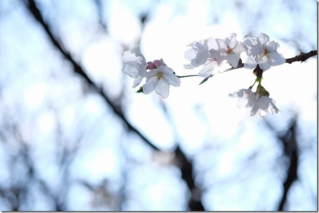 愛宕神社　境内の桜の状況