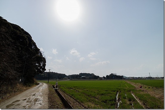 あぜ道沿いの糸島のツクシ