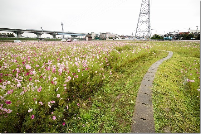 周船寺駅近くのコスモス畑