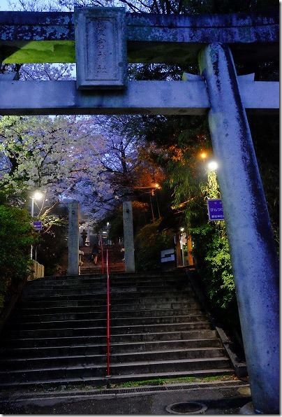 愛宕神社の夜桜