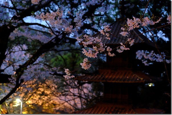 愛宕神社の夜桜