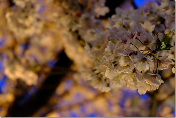 愛宕神社の夜桜