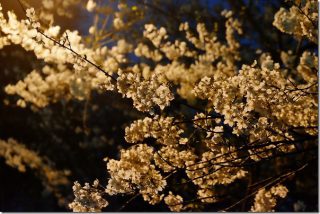 満開の桜 愛宕神社(福岡市西区)