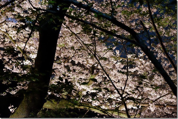 愛宕神社の桜