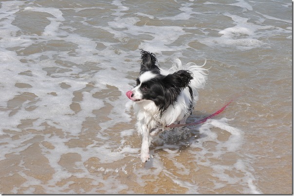 今宿海岸（長垂海浜公園）で犬の水遊び