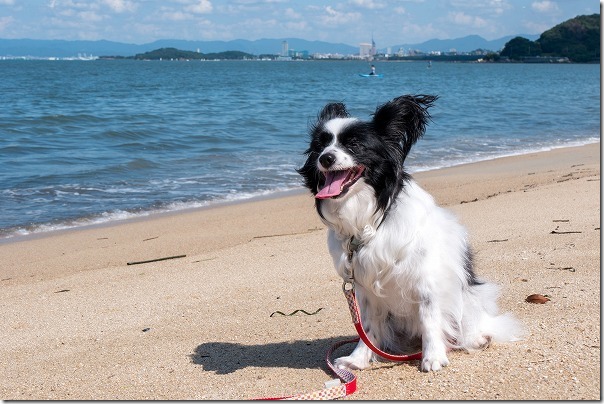 犬と今宿海岸（長垂海浜公園）から福岡タワー