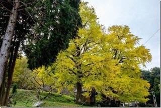 糸島の紅葉 長石のお薬師様の大イチョウが見頃