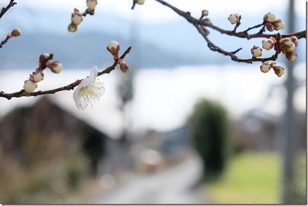 糸島、小富士の梅林の開花状況