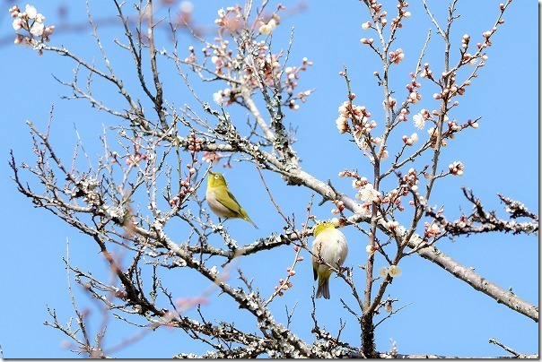 糸島、小富士の梅林でメジロ