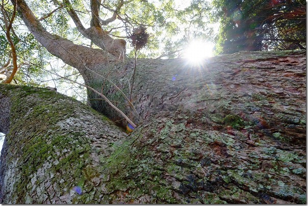 糸島の大木,櫻井神社