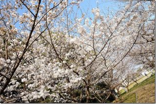室見川と桜公園の桜の開花状況