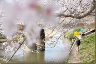 糸島の桜へ電車で花見(池田川(瑞梅寺川)の桜並木)