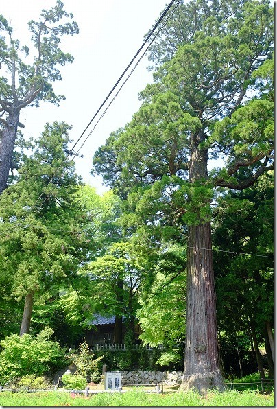 雷山,雷神社の大杉