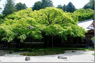 雷山千如寺 大悲王院の新緑の大楓と五百羅漢
