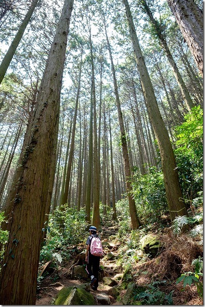 子供と飯盛山の登山、杉林