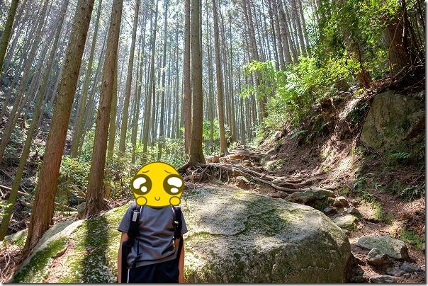 子供と飯盛山の登山、杉林