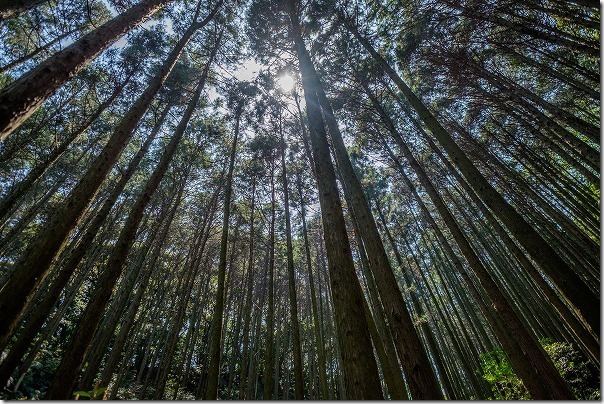 子供と飯盛山の登山、杉林