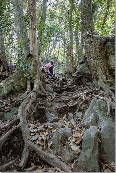 子供と飯盛山登山、かずら坂