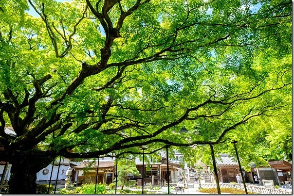 雷山千如寺,大悲王院の大楓,新緑