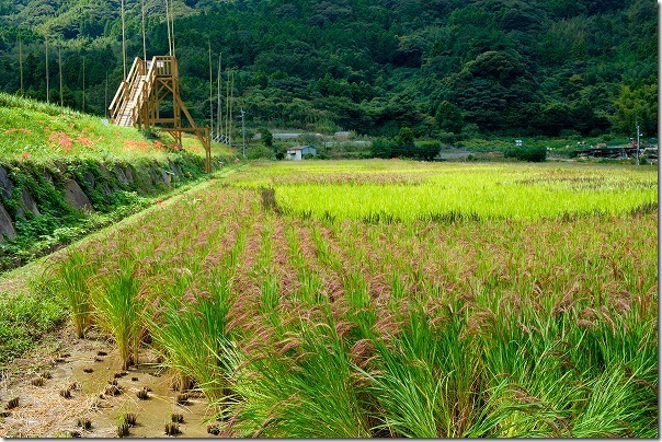 糸島二丈の赤米の展望台