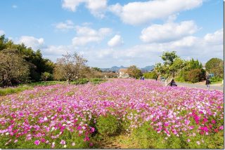 糸島 平原歴史公園のコスモス畑 2018