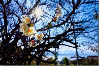 糸島の小富士梅林が開花状況 2019