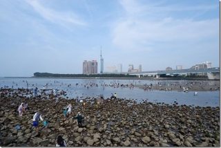 室見川河口で潮干狩り(アサリ・アオヤギ)