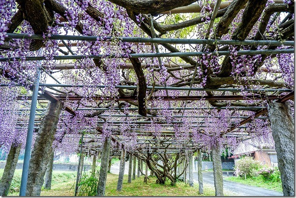 宇美八幡宮の藤棚（糸島市）