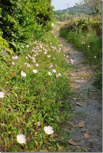 糸島,芥屋海水浴場から芥屋漁港に散策