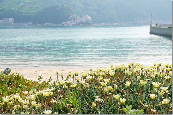 糸島,芥屋の青い海と花