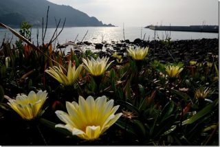糸島の海と花 芥屋海水浴場の近くを散策