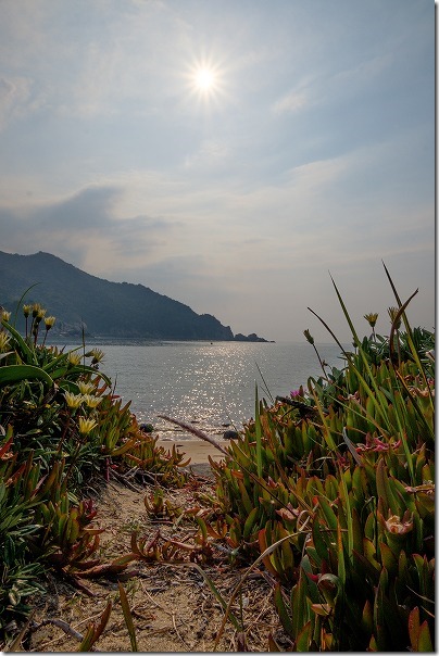 糸島,芥屋海水浴場の砂浜と花