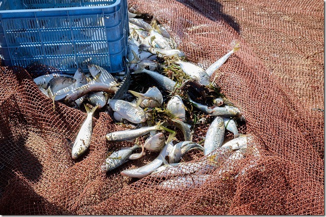 糸島,初音旅館で地引網で取れた魚