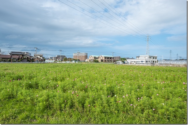 周船寺のコスモス開花状況2019/10