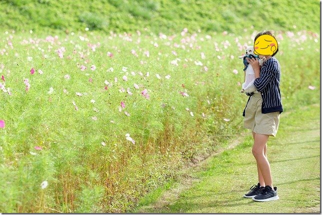 周船寺のコスモス2019/10/06の開花状況