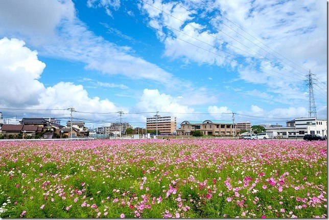 周船寺のコスモス畑、2019/10/19、開花状況