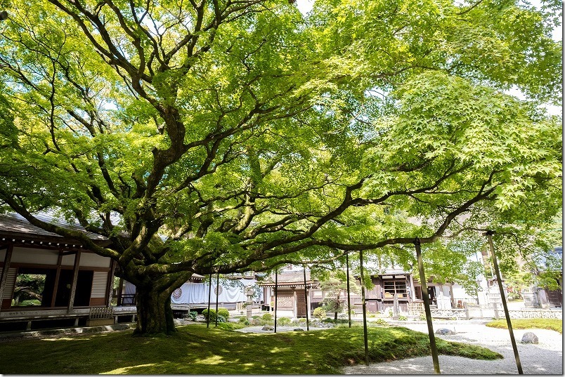 雷山千如寺大悲王院の１０月の大楓