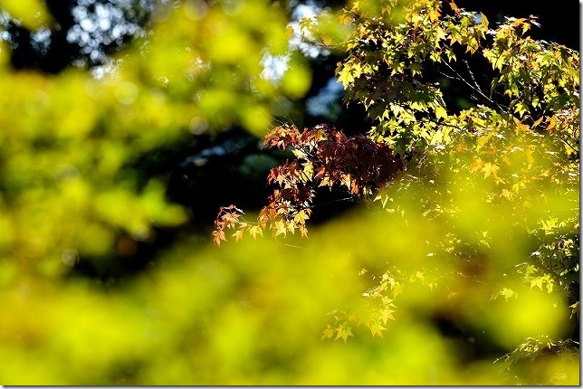 雷山千如寺大悲王院の紅葉始まり