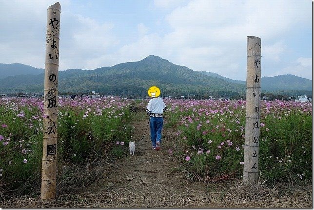 やよいの風公園のコスモス畑を散策